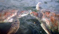 2 turtles kissing at the Boatswain Bay Turtle Farm in Gra... by Andrew Kubica 